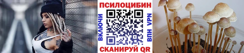 наркота  Пенза  Псилоцибиновые грибы Psilocybine cubensis 